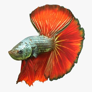 Male Betta Animated