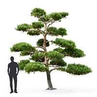 Pinus Bonsai #1