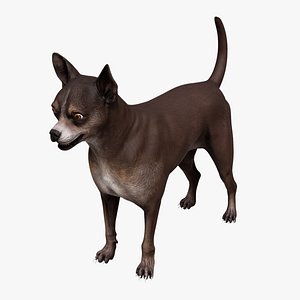 Chihuahua 3D model