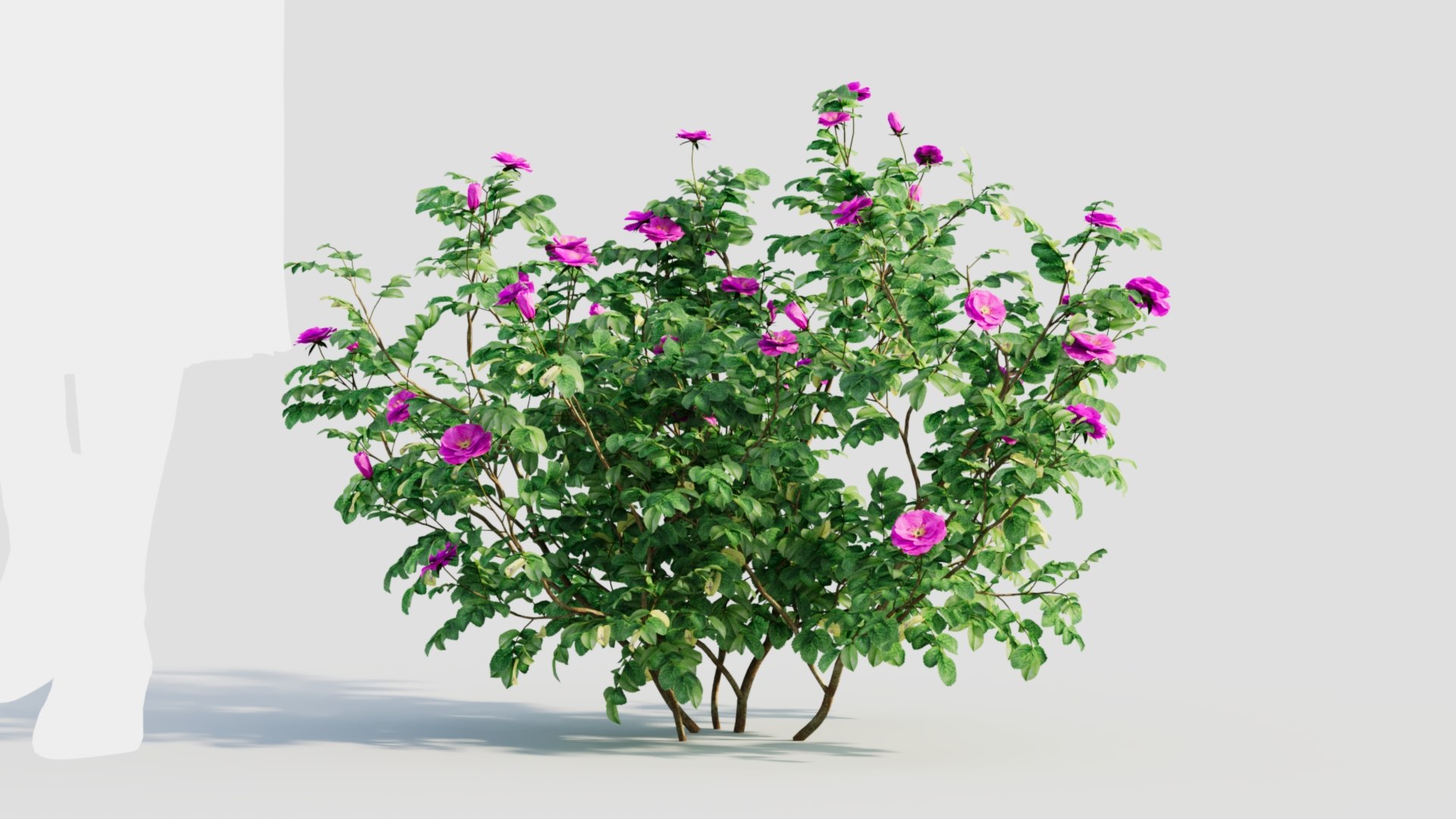 3D Model Rosa Rugosa A - TurboSquid 2237928