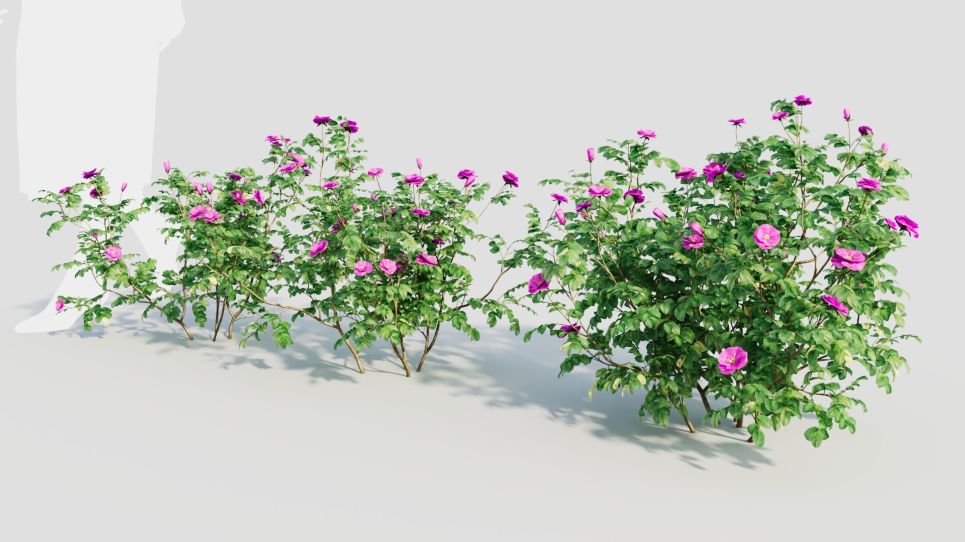 3D Model Rosa Rugosa A - TurboSquid 2237928