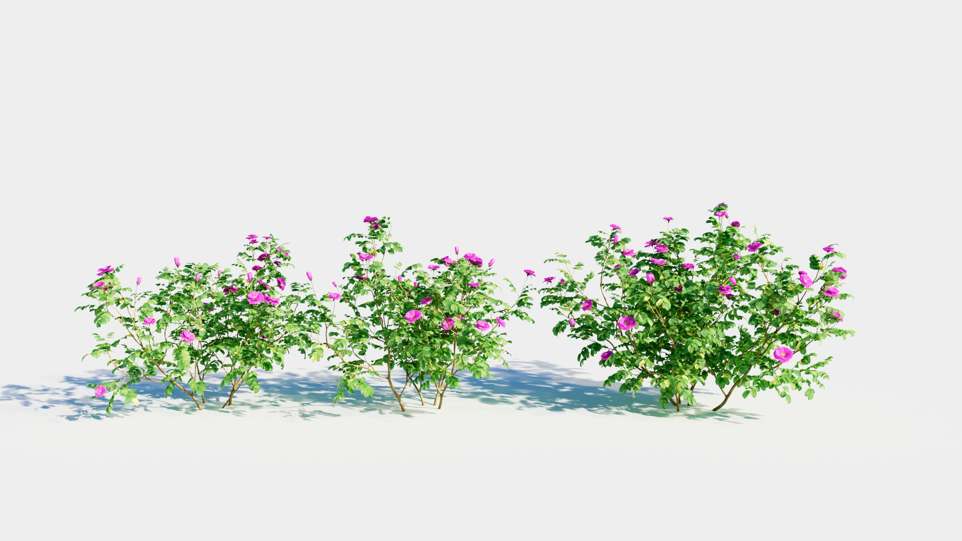 3D Model Rosa Rugosa A - TurboSquid 2237928