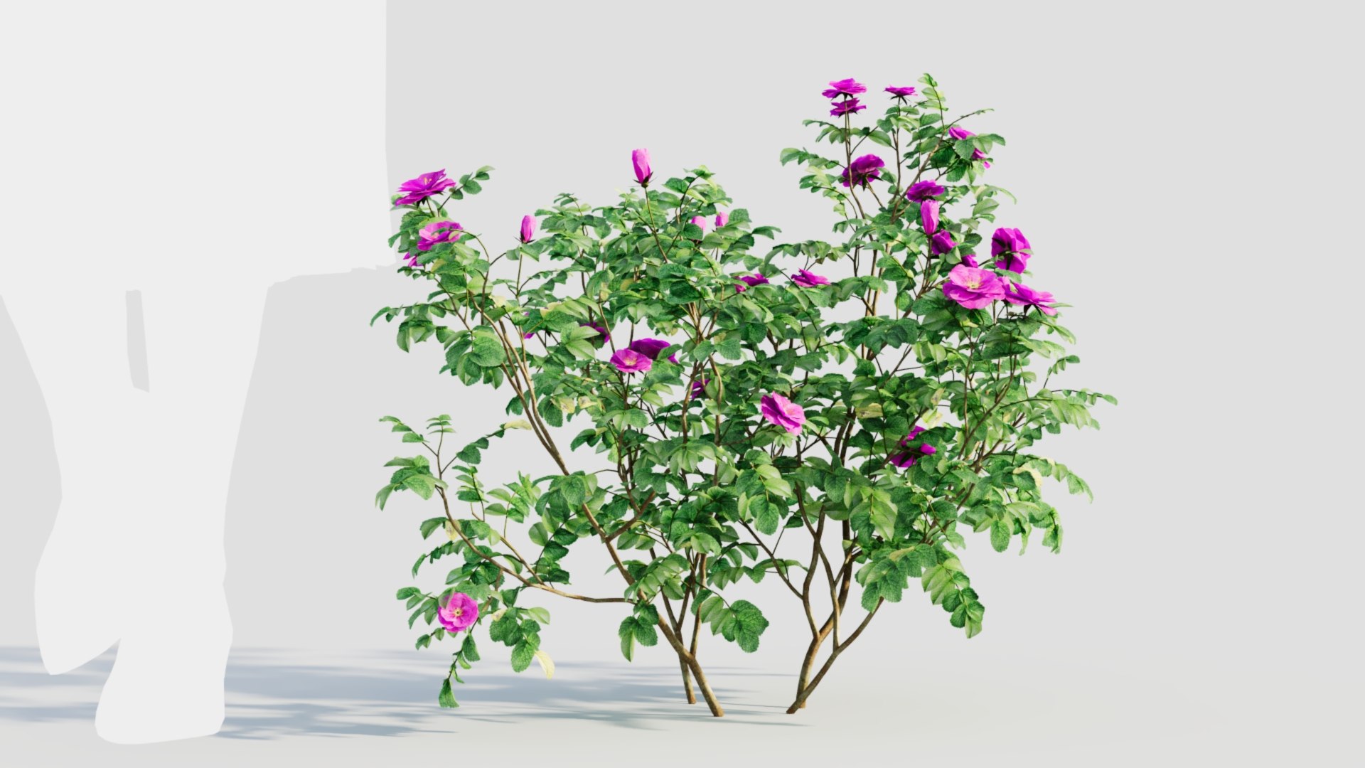 3D Model Rosa Rugosa A - TurboSquid 2237928