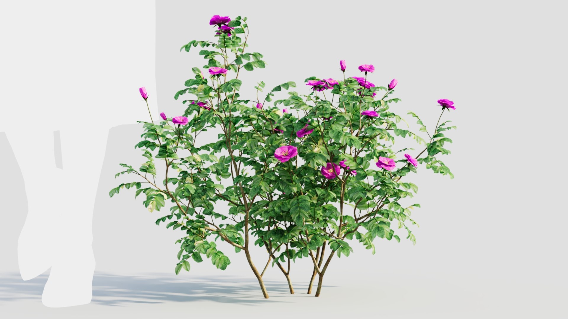 3D Model Rosa Rugosa A - TurboSquid 2237928