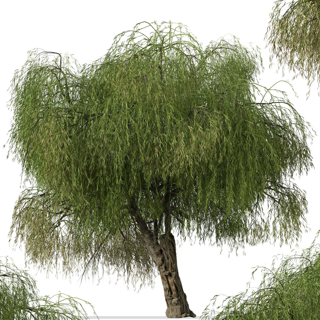 Set of Peppermint Willow or Agonis flexuosa Tree 3D model https://p.turbosquid.com/ts-thumb/CE/4ypuWU/AC/peppermintwillow1t0/jpg/1665083848/1920x1080/fit_q87/ad25d87a8ff1fe7552ed32d0ab3be06228b8d691/peppermintwillow1t0.jpg