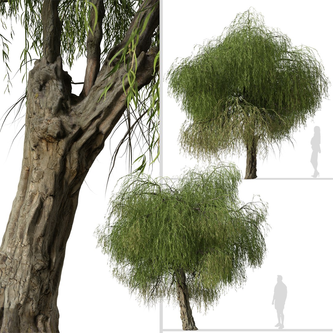 Set of Peppermint Willow or Agonis flexuosa Tree 3D model https://p.turbosquid.com/ts-thumb/CE/4ypuWU/F7/peppermintwillow2/jpg/1665082362/1920x1080/fit_q87/50c8bf46a39112ec49c0973fa1912f09486c6e9c/peppermintwillow2.jpg