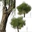 Set of Peppermint Willow or Agonis flexuosa Tree