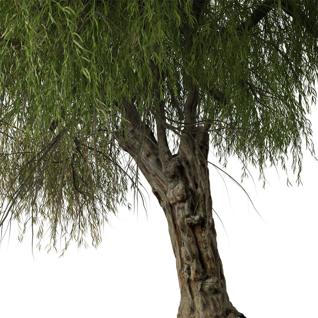 Set of Peppermint Willow or Agonis flexuosa Tree 3D model https://p.turbosquid.com/ts-thumb/CE/4ypuWU/N8/peppermintwillow4/jpg/1665082362/1920x1080/fit_q87/eaba6c78106aeb7af8579aa175db30b88a27bad2/peppermintwillow4.jpg