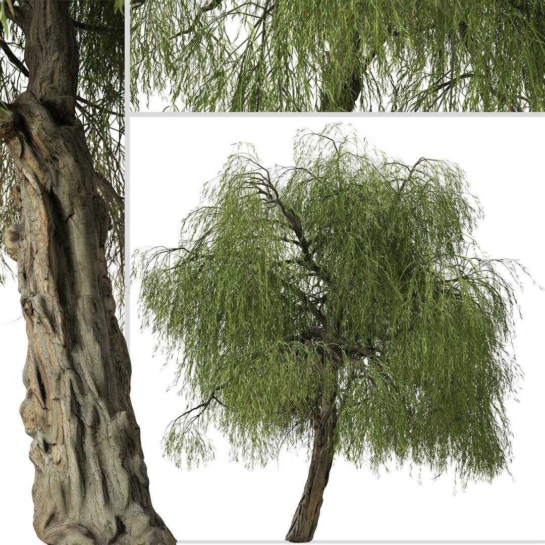 Set of Peppermint Willow or Agonis flexuosa Tree 3D model https://p.turbosquid.com/ts-thumb/CE/4ypuWU/cq/peppermintwillow3/jpg/1665082355/1920x1080/fit_q87/64d703f8a6739cf569dc1d704eb95674c020ce2f/peppermintwillow3.jpg