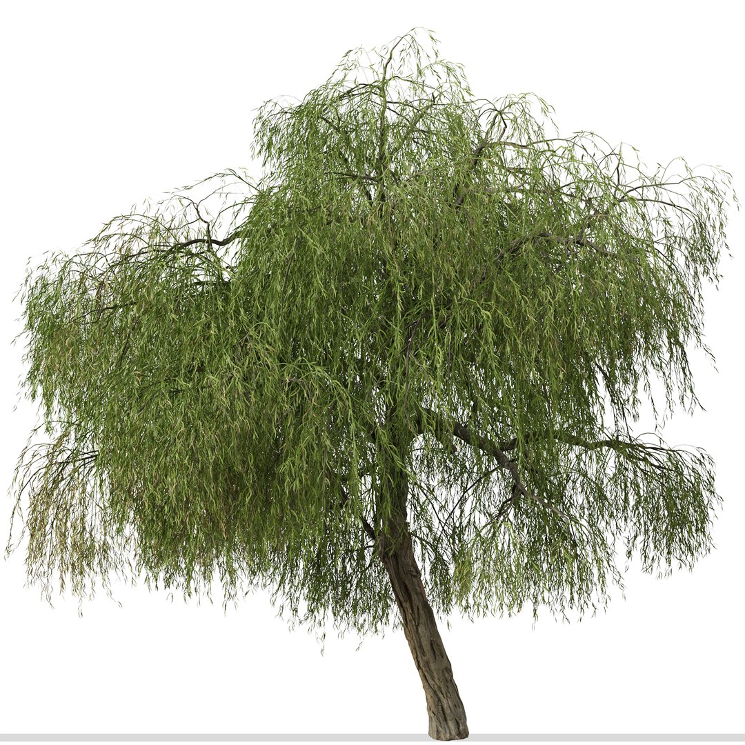 Set of Peppermint Willow or Agonis flexuosa Tree 3D model https://p.turbosquid.com/ts-thumb/CE/4ypuWU/hm/peppermintwillow6/jpg/1665082323/1920x1080/fit_q87/d6664a0b6fb7afb976df5e28c4249eb4e8cb7280/peppermintwillow6.jpg