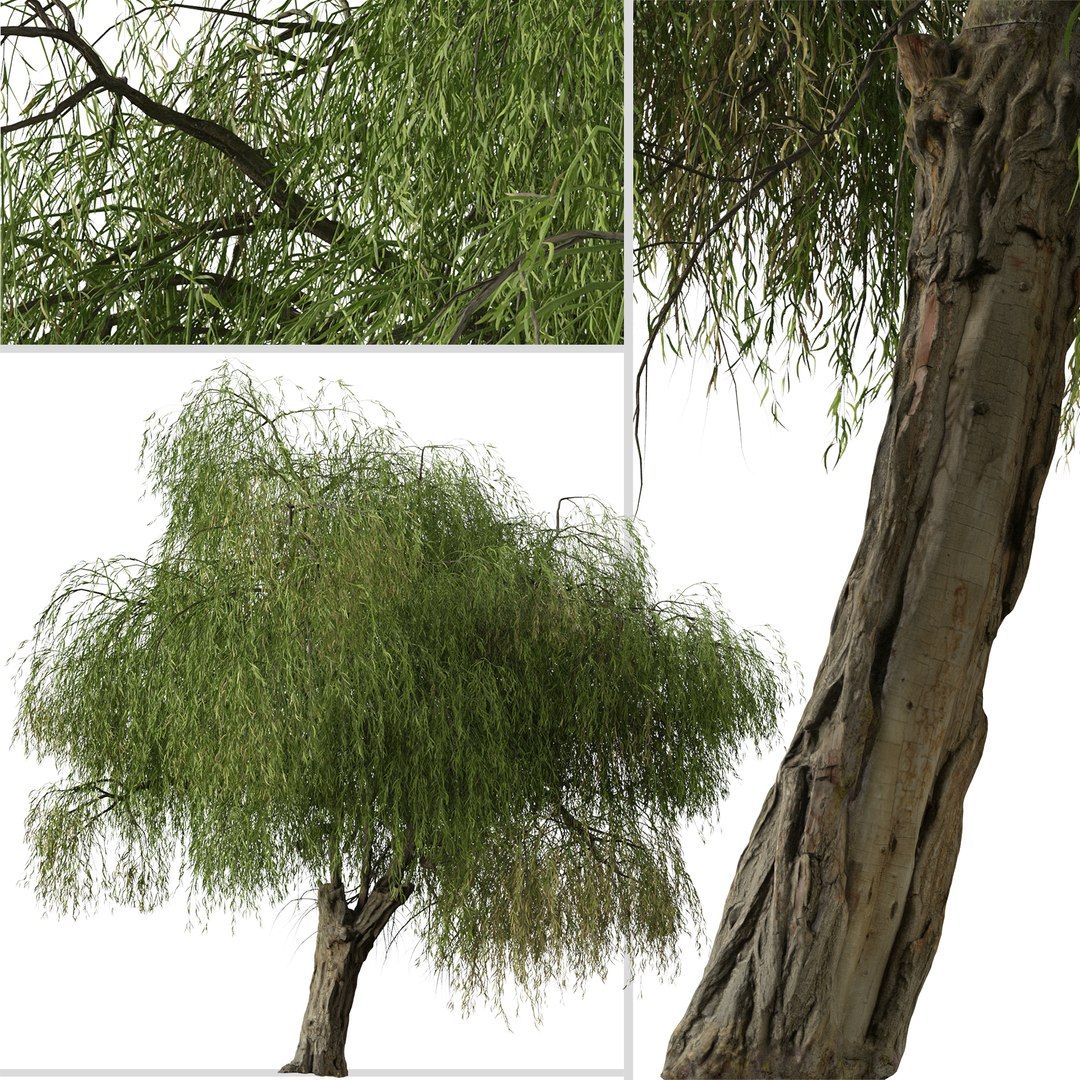Set of Peppermint Willow or Agonis flexuosa Tree 3D model https://p.turbosquid.com/ts-thumb/CE/4ypuWU/nN/peppermintwillow5/jpg/1665082382/1920x1080/fit_q87/b707b9f4ea4942bdf0794749f5d8a12546a62a29/peppermintwillow5.jpg