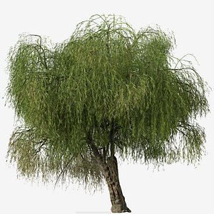 Set of Peppermint Willow or Agonis flexuosa Tree