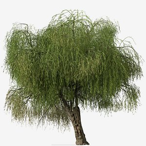 Download Free & Premium Tree Australia 3D Models | TurboSquid
