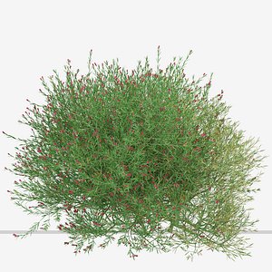 3D model Set of Crimson Villea or Grevillea rosmarinifolia Shrubs - 3 Shrubs