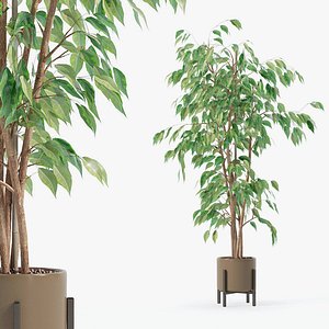 Ficus benjamina in modern flower pot 3D model
