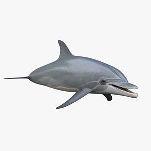 bottlenose dolphin obj