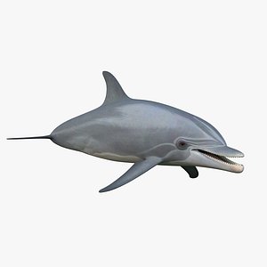 Dolphin