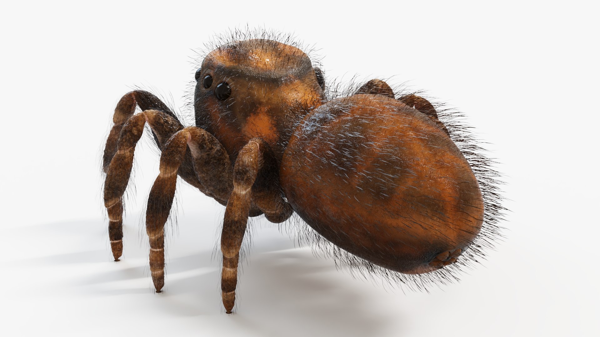 Jumping Spider Static Model - TurboSquid 2009748