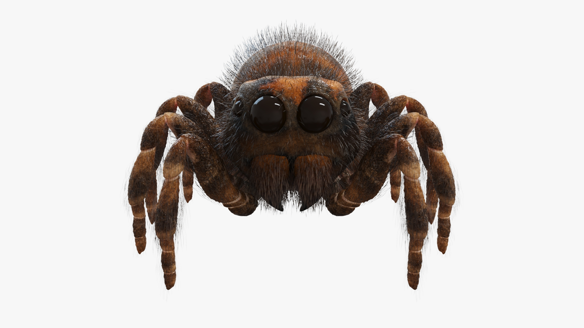 Jumping Spider Static Model - TurboSquid 2009748