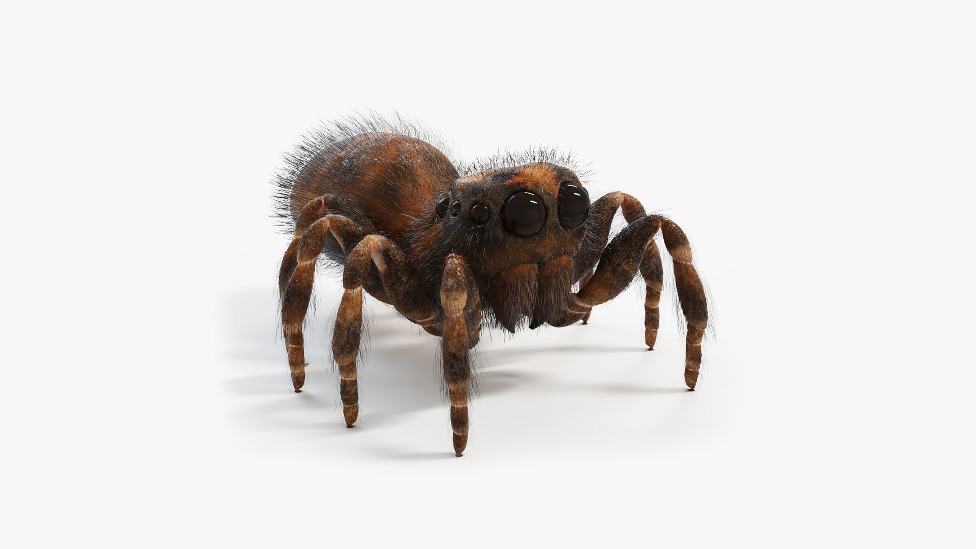 Jumping Spider Static Model - TurboSquid 2009748