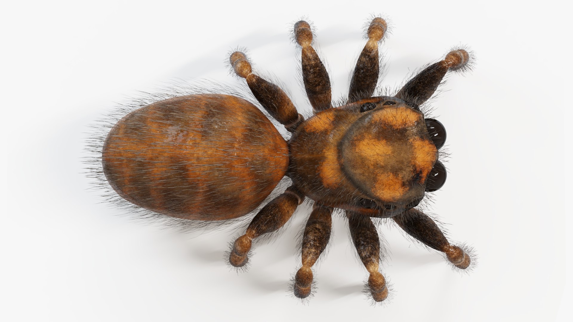 Jumping Spider Static Model - TurboSquid 2009748