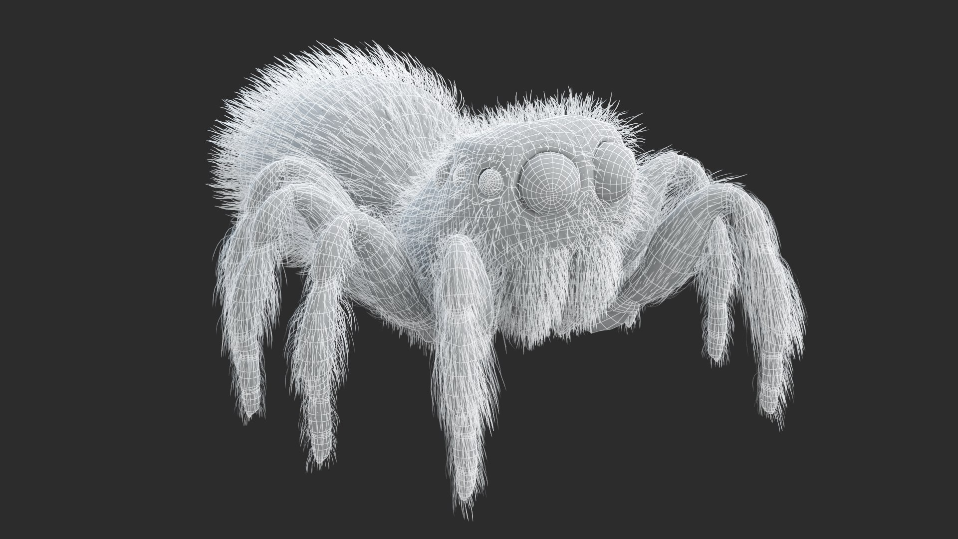 Jumping Spider Static Model - TurboSquid 2009748