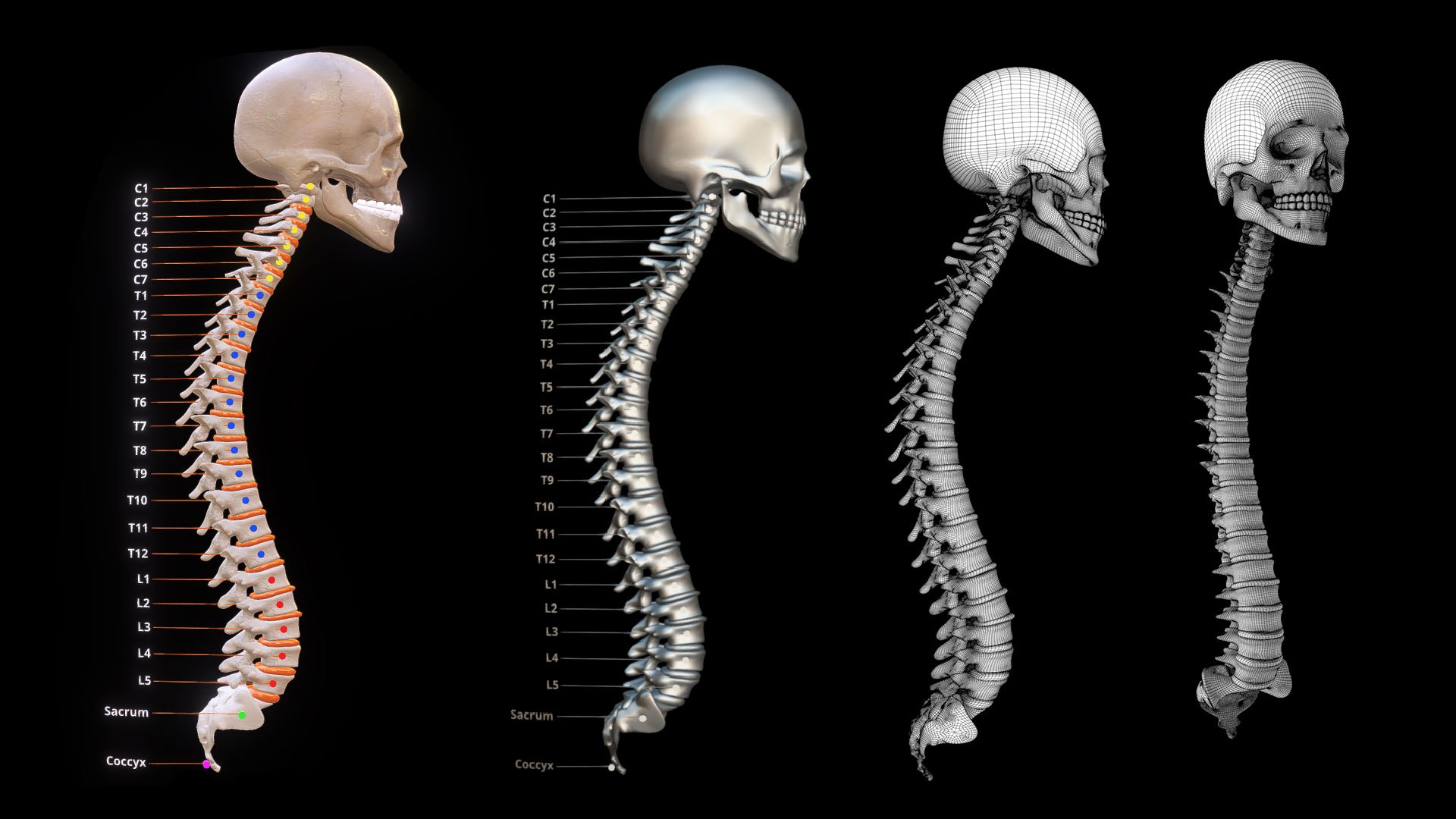 3D Model Human Vertebral Column Spine Skeleton - TurboSquid 1657628