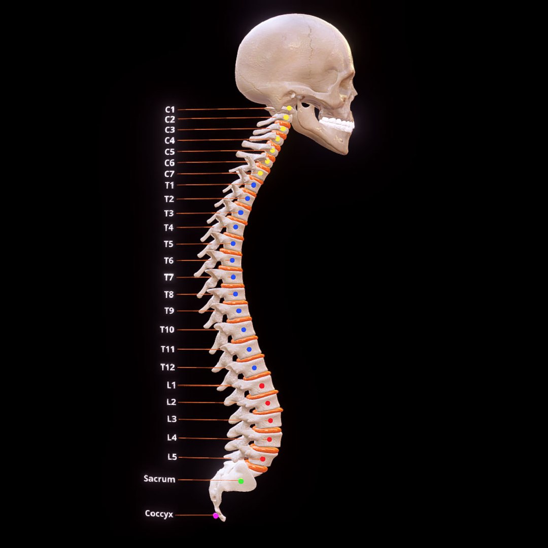 Human Skeleton Model Anatomy Spinal Column Vertebral Column Model | My ...