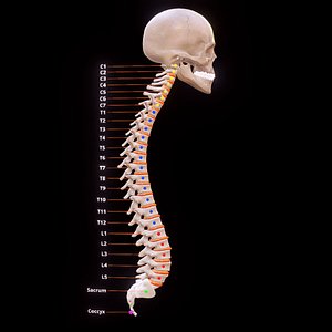 3D model human vertebral column spine skeleton