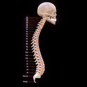 Human Vertebral Column