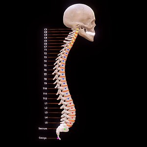 Human Vertebral Column