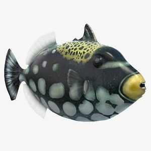 Clown Triggerfish