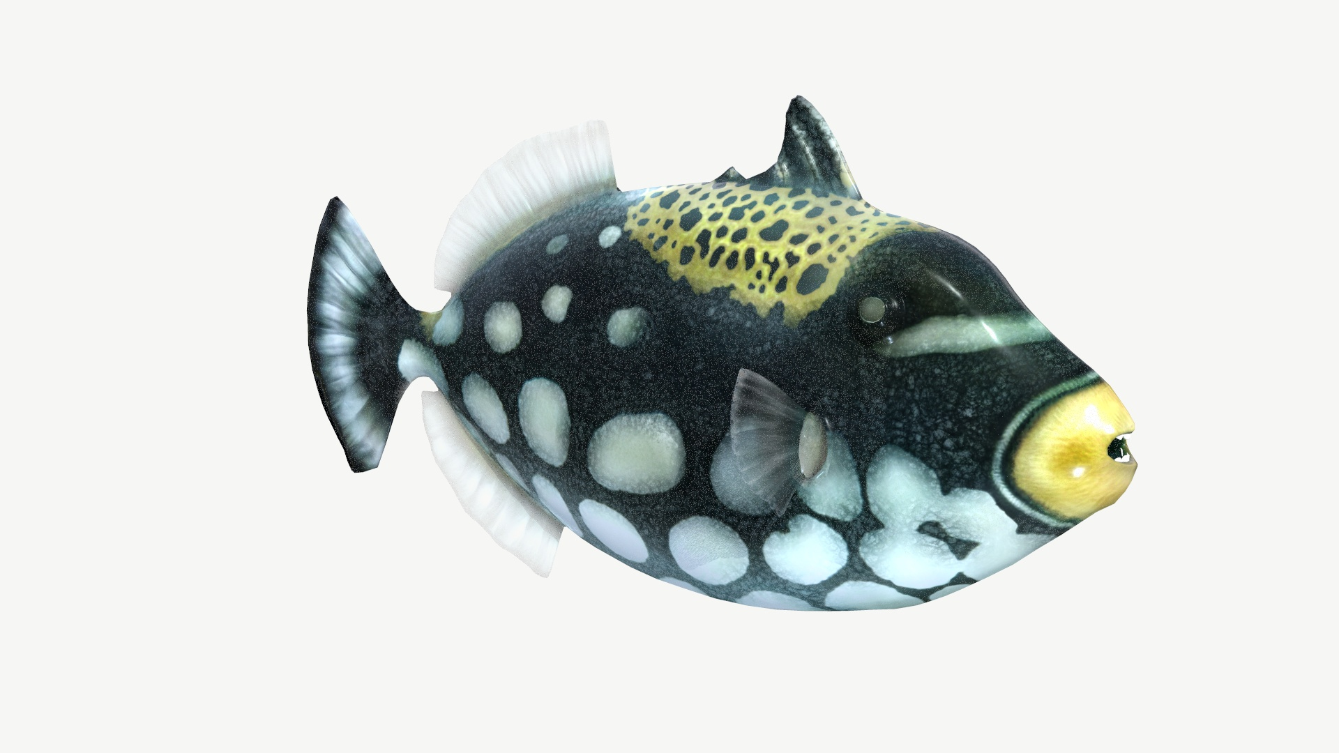 Clown Triggerfish 3D Model - TurboSquid 1160186