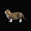 Munchkin Cat