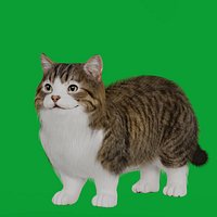 Munchkin Cat