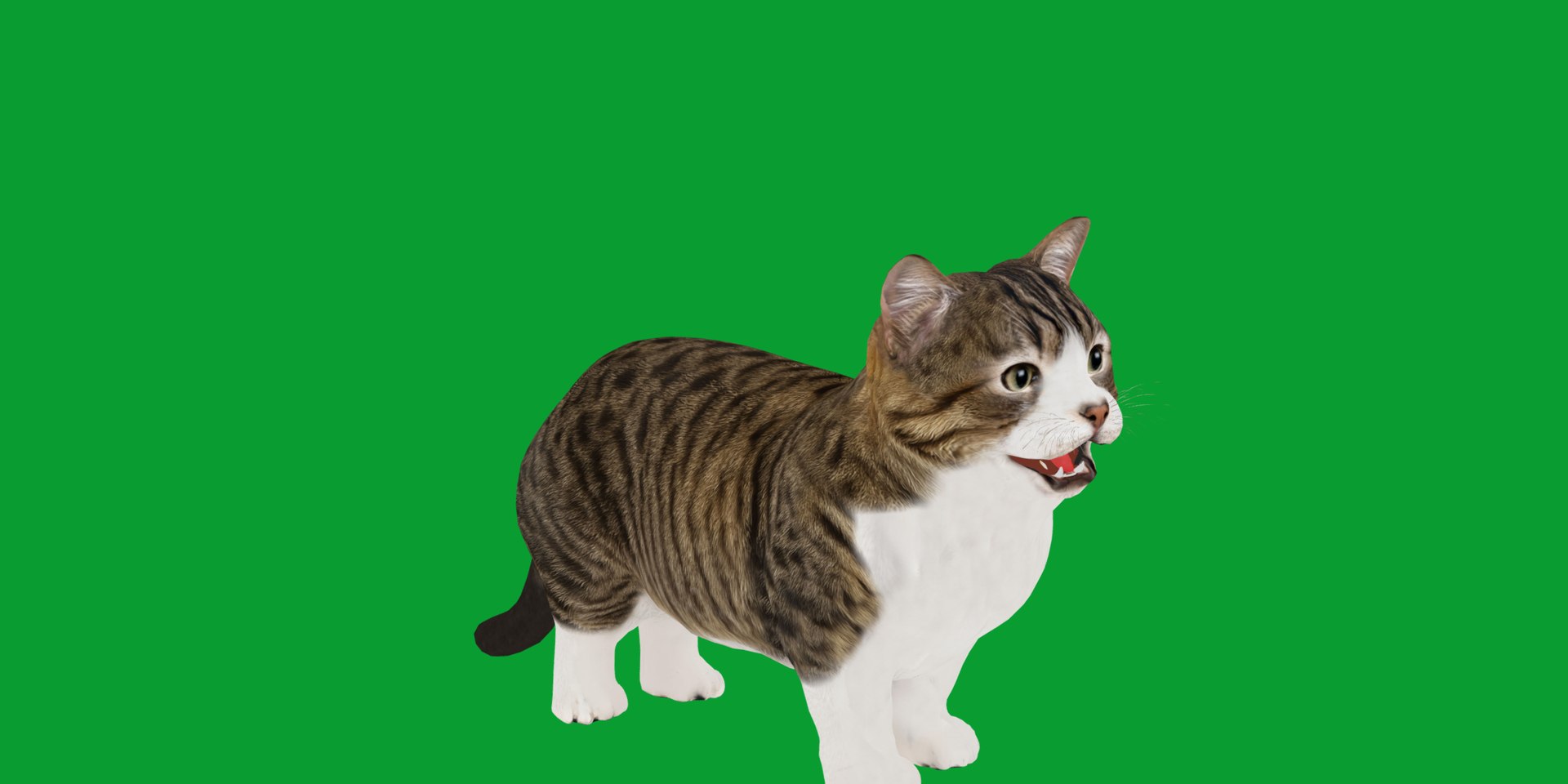 Munchkin Cat 3D model https://p.turbosquid.com/ts-thumb/CE/uUlFLJ/3q/munchkin16/png/1791007829/1920x1080/fit_q87/8eb21ecff847e1da8b8e427ec2f357bd09c6f80f/munchkin16.jpg