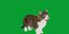 Munchkin Cat