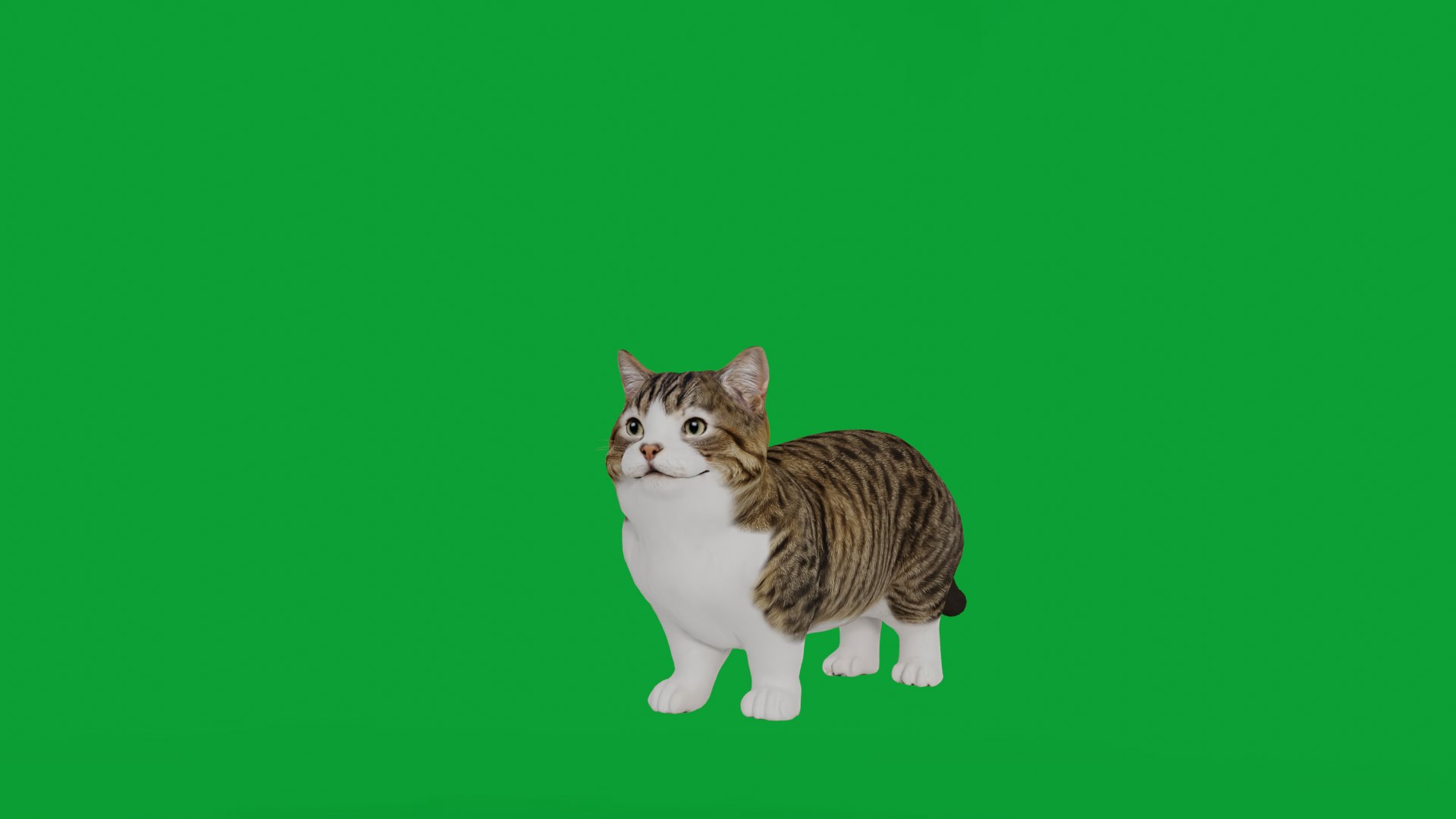Munchkin Cat 3D model https://p.turbosquid.com/ts-thumb/CE/uUlFLJ/55/munchkin_cat/png/1791007842/1920x1080/fit_q87/e99829a58d87e71114d4f49a97248df0419bf430/munchkin_cat.jpg