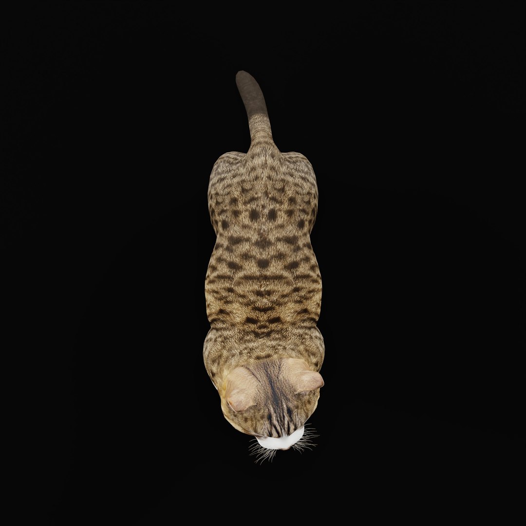 Munchkin Cat 3D model https://p.turbosquid.com/ts-thumb/CE/uUlFLJ/74/munchkin_cat_ao_0002/jpg/1791007844/1920x1080/fit_q87/253d1ff08868fbe5cf9421548c2627b1ff7b238e/munchkin_cat_ao_0002.jpg