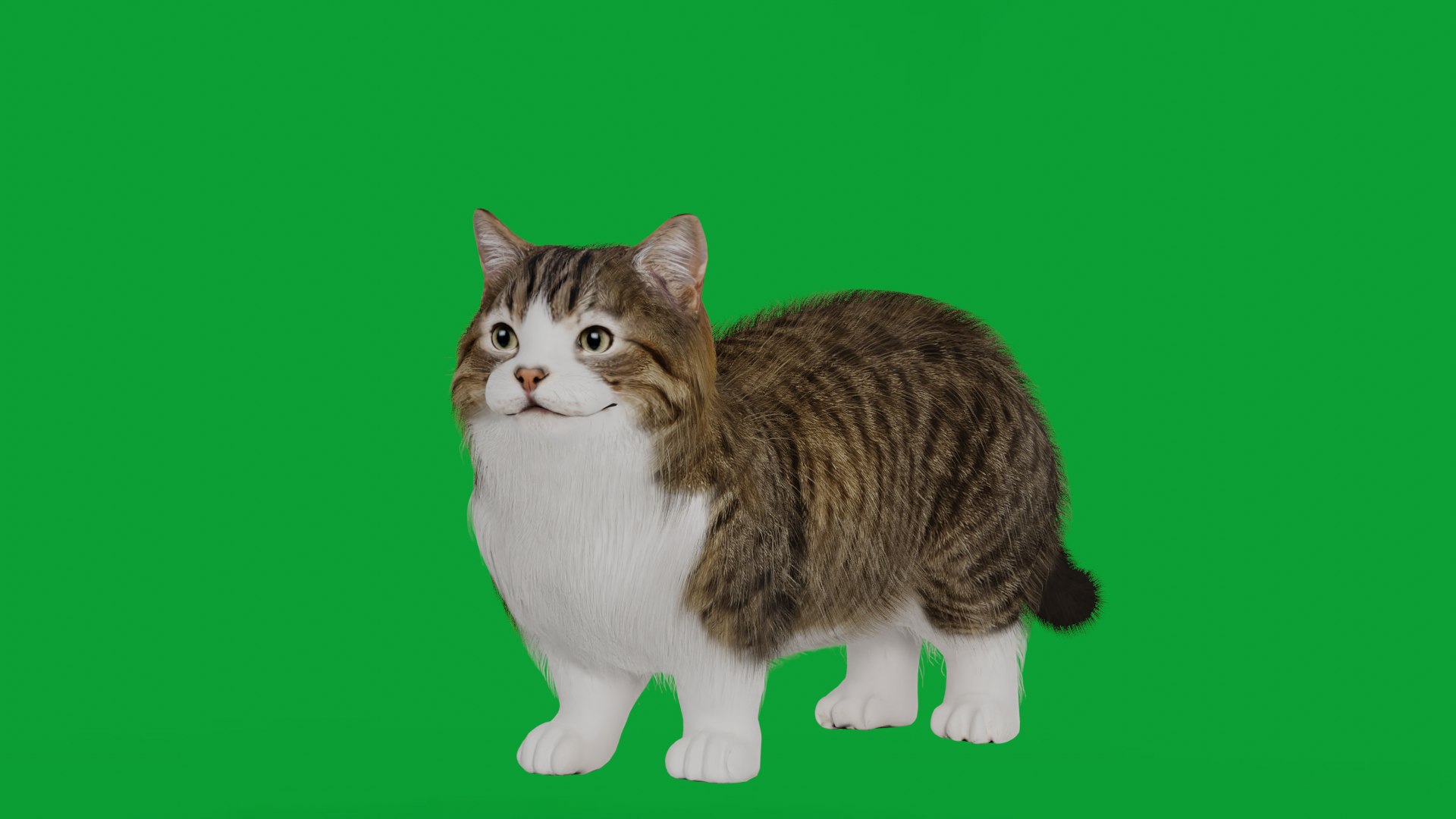 Munchkin Cat 3D model https://p.turbosquid.com/ts-thumb/CE/uUlFLJ/AP/g2/png/1791007861/1920x1080/fit_q87/8a0491375067615dcc412394125c412cacce395a/g2.jpg