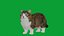 Munchkin Cat