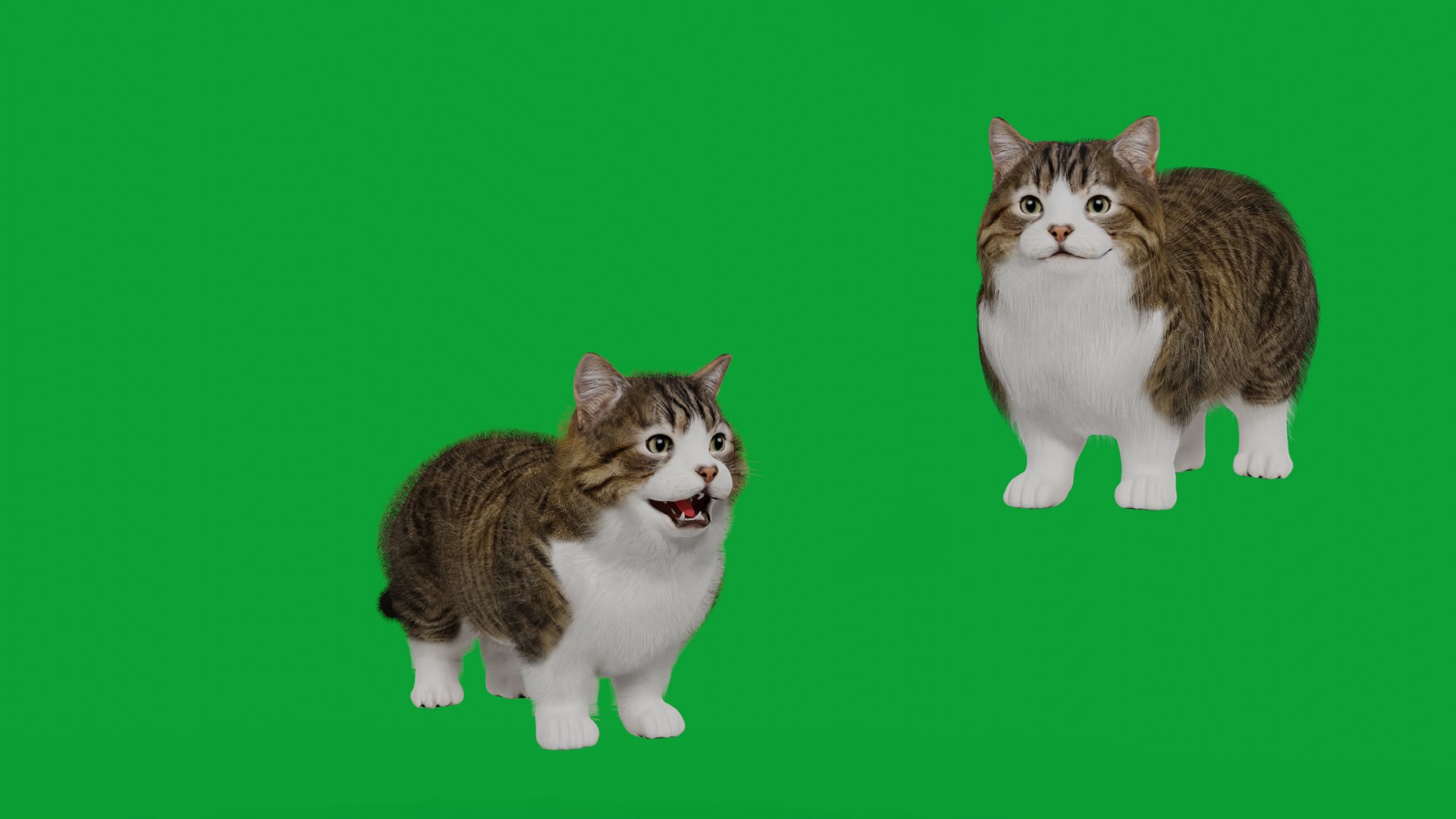 Munchkin Cat 3D model https://p.turbosquid.com/ts-thumb/CE/uUlFLJ/DP/munchkin_cat_grooms/png/1791007852/1920x1080/fit_q87/46194502ee8eb6324780c7ed182da75972afcd9b/munchkin_cat_grooms.jpg