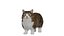 Munchkin Cat
