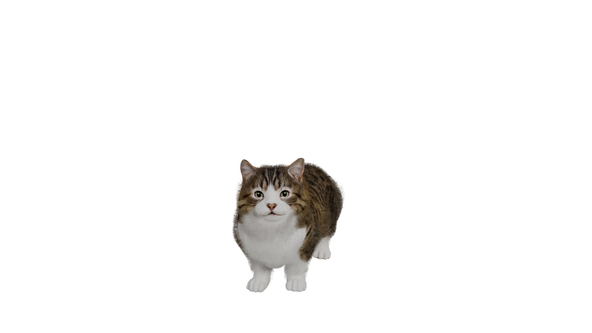 Munchkin Cat 3D model https://p.turbosquid.com/ts-thumb/CE/uUlFLJ/KZ/munchkin_cat_groom/png/1791007850/1920x1080/fit_q87/0382b41f19beb29011b27e17dced78ea0dbceaf5/munchkin_cat_groom.jpg