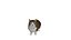 Munchkin Cat