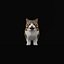 Munchkin Cat