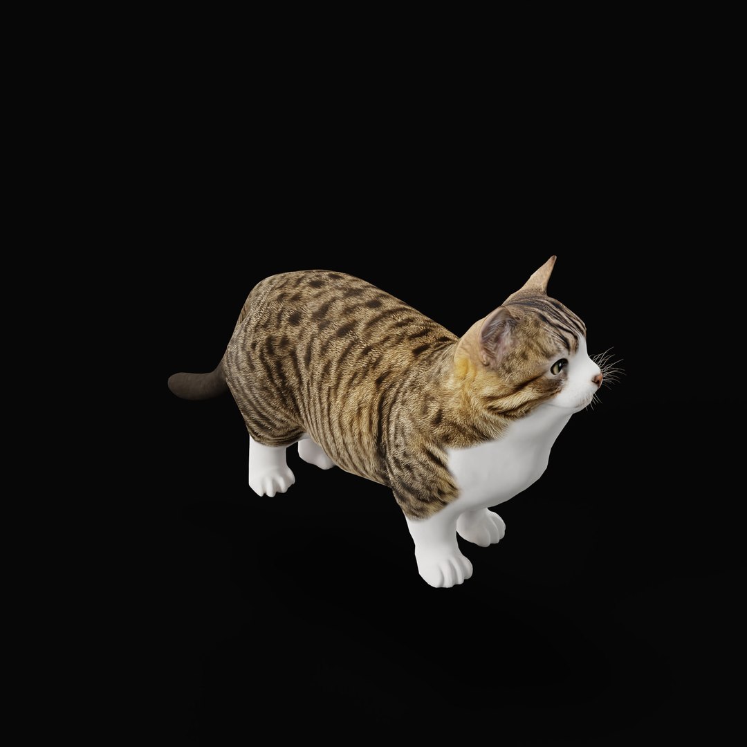 Munchkin Cat 3D model https://p.turbosquid.com/ts-thumb/CE/uUlFLJ/My/munchkin_cat_ao_0003/jpg/1791007844/1920x1080/fit_q87/0b5211e0d93f980bf3f8c09ac0c4afc6c359ca7a/munchkin_cat_ao_0003.jpg