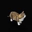 Munchkin Cat