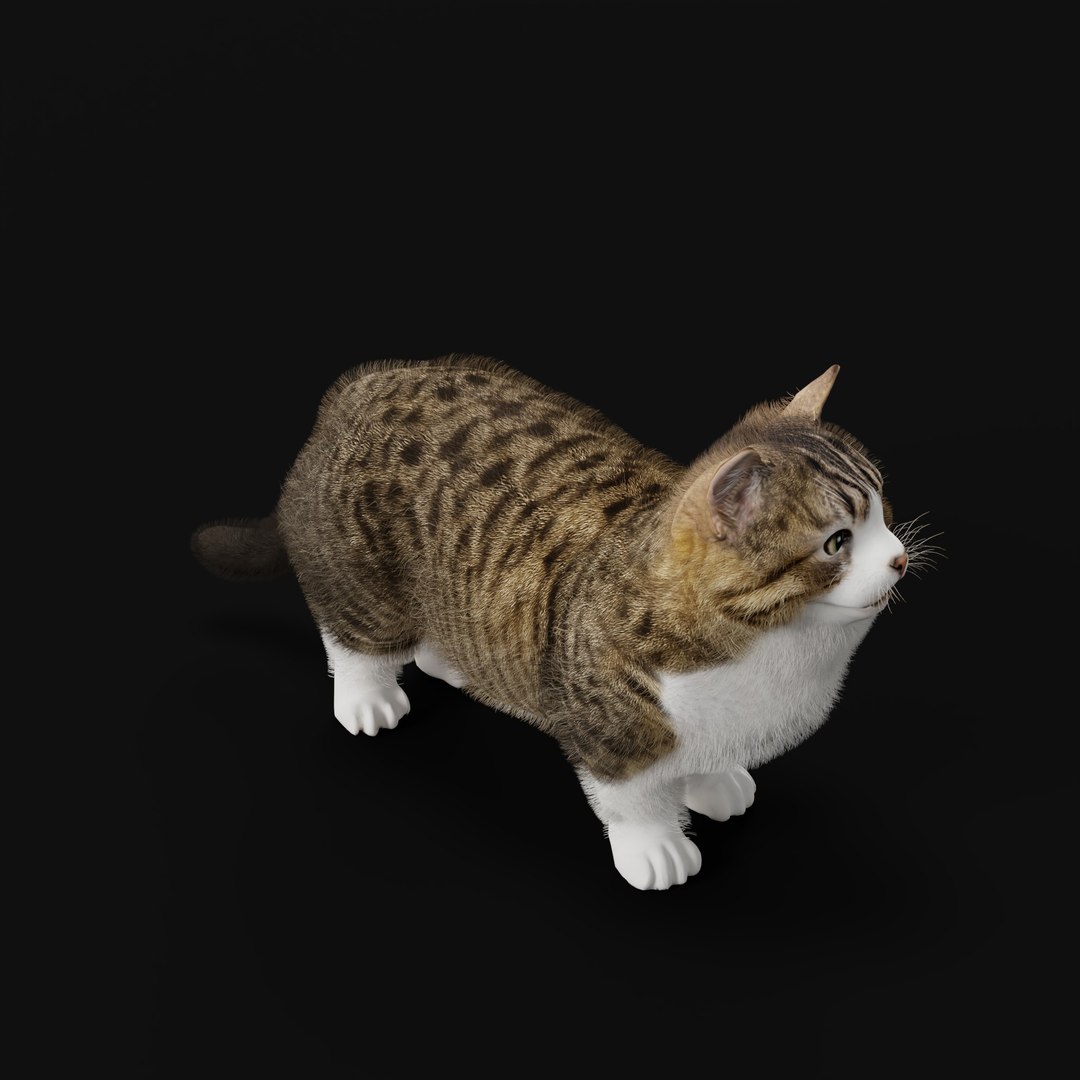 Munchkin Cat 3D model https://p.turbosquid.com/ts-thumb/CE/uUlFLJ/Nc/munchkincatao/jpg/1791007853/1920x1080/fit_q87/52f210b18eba3c8350bdb675ff3841edf7c266ee/munchkincatao.jpg
