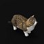 Munchkin Cat